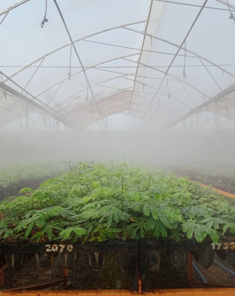 Project Ardefsi - Perusahaan Yang Bergerak di Bidang Silvikultur, Kehutanan dan Agro Teknologi