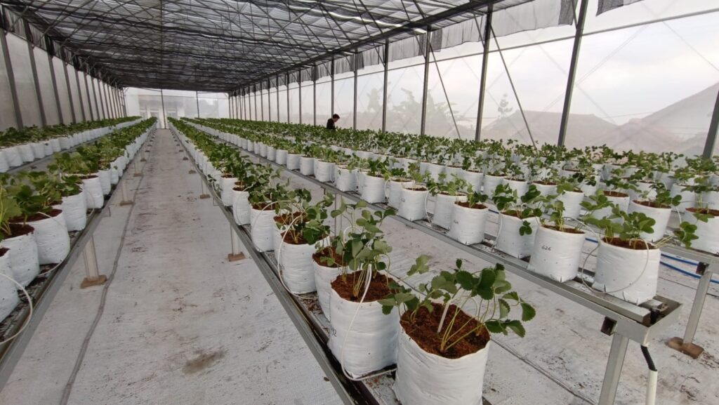 PROJECT PT ARDEFSI PUCUK BERKAH General Contractor Dan Maintenance, Supplier, Nursery, Produksi Pembibitan, Kehutanan